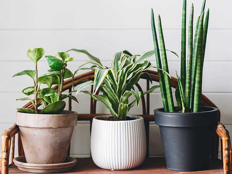 با 9 گیاه تصفیه کننده هوای خانه آشنا شوید