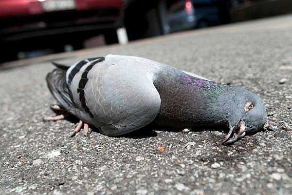 تاثیر گازهای ضد شورش بر روی پرندگان