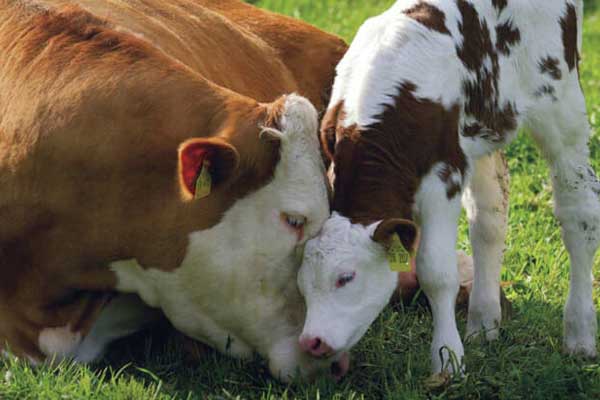 تبلیغات مصرف لبنیات حیوانی و گاو شیری غمگین