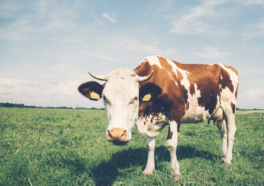 ضرر مصرف شیر گاو