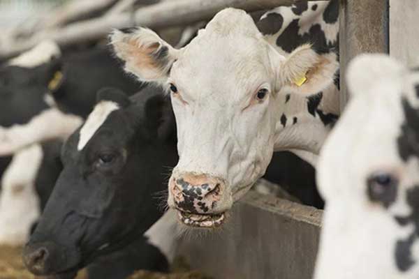 ضرر مصرف لبنیات حیوانی و چالش آنتی‌بیوتیک‌ها