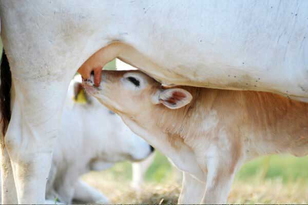 ضرر مصرف شیر گاو
