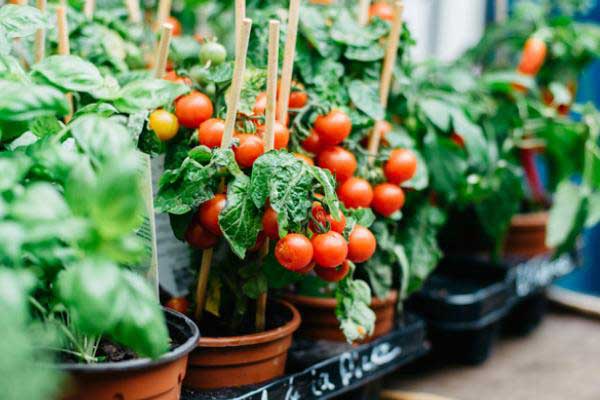 پرورش گوجه فرنگی در خانه